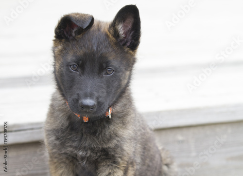 Photography Puppy face portrait with copy space
