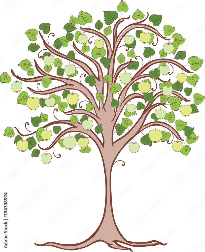 Apple tree with green apples Apple tree with green apples