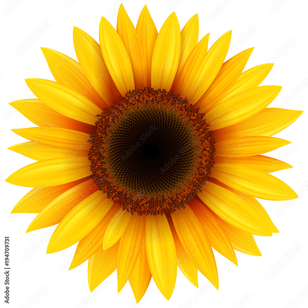 Naklejka premium Kwiat słonecznika na białym tle