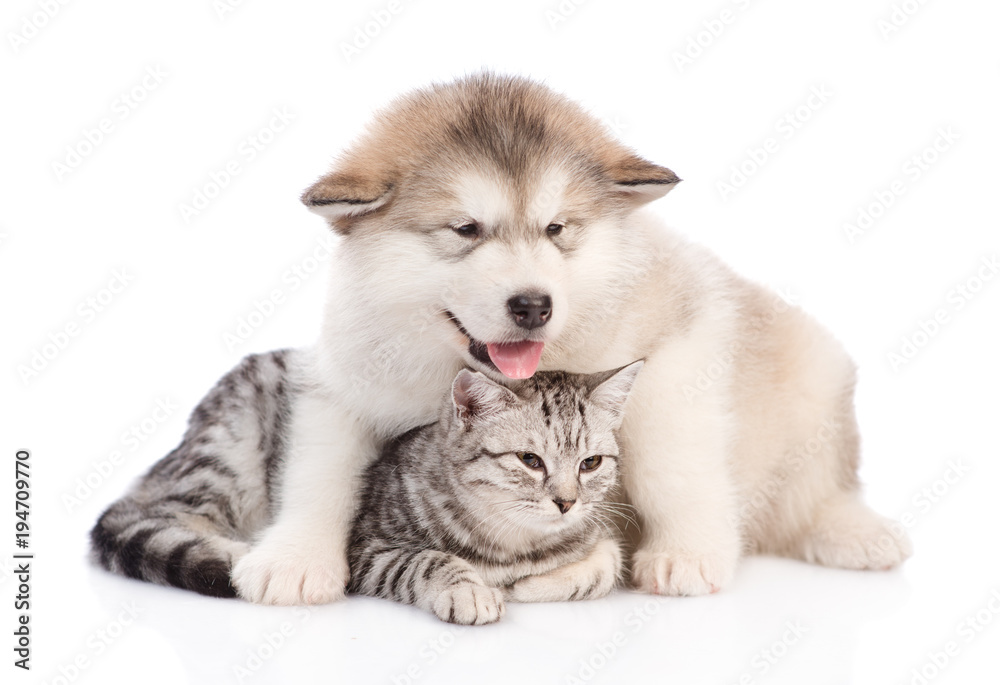 Puppy  with stethoscope on their neck and cat in medical hat  showing thumbs up. isolated on white background