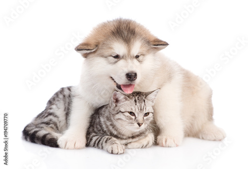 Puppy  with stethoscope on their neck and cat in medical hat  showing thumbs up. isolated on white background © Ermolaev Alexandr