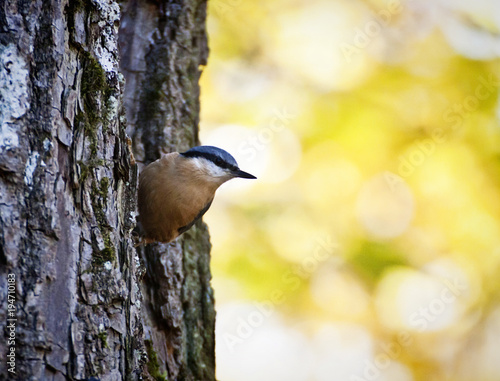 Cute wood nuthatch small passerine bird of Asia and Europe, with a characteristic black eye-stripe, blue head and orange underparts. it lives in woodland in old trees.