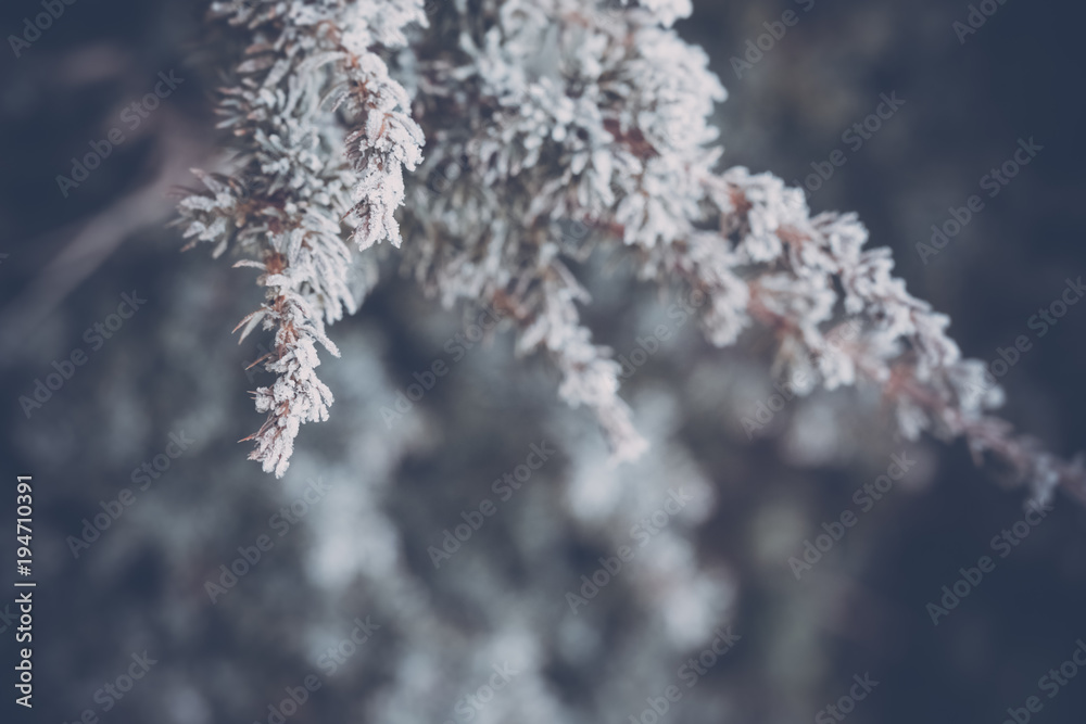 Evergreen trees covered with snow