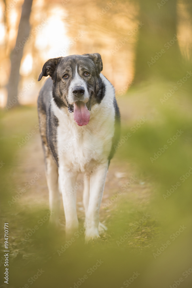 Spanish mastiff on a path in nature looking at camera. Vertical. Spanish mastiff on a path in nature looking at camera. Vertical.