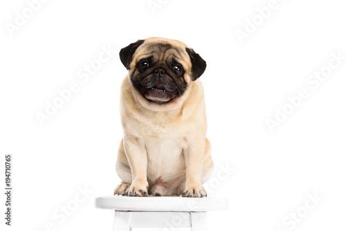 cute little pug sitting on chair isolated on white © LIGHTFIELD STUDIOS