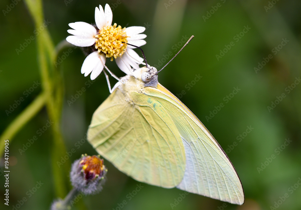 Butterfly Butterfly