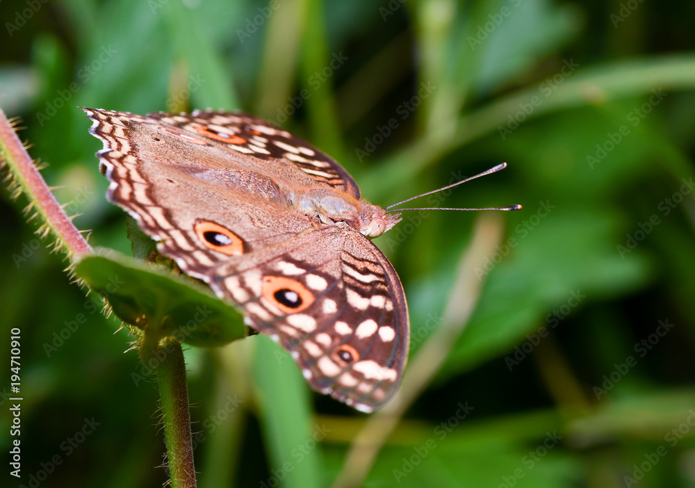 Fototapeta premium Butterfly