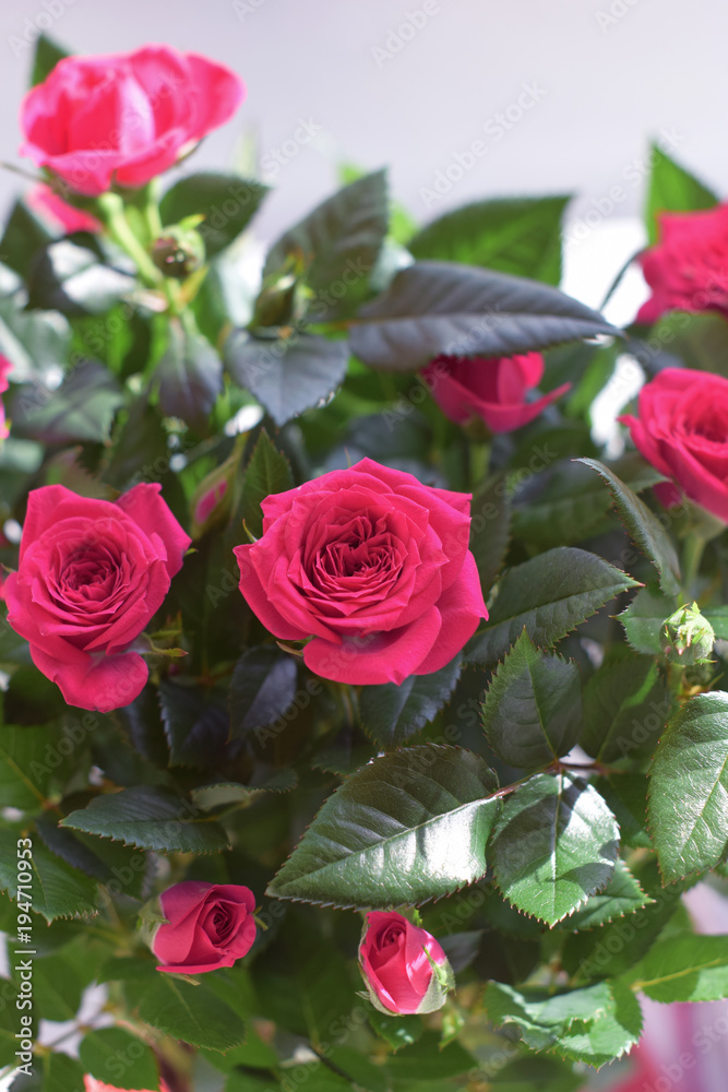 Red roses with green leaves