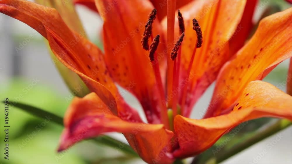 red lily in the garden,In summer, flowers of lilies grow in the garden red lily in the garden,In summer, flowers of lilies grow in the garden