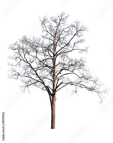 isolate big tree on white background © ic36006