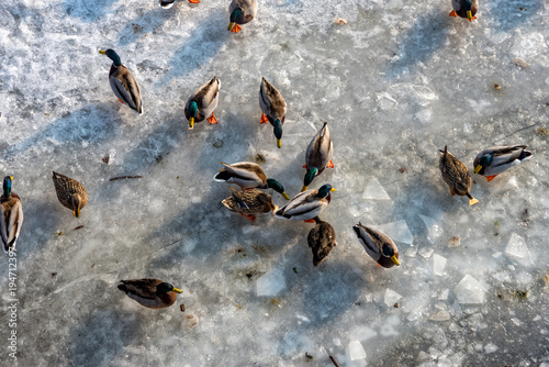 Some Mallard Ducks on the frozen Saale in Jena © Marcus Beckert