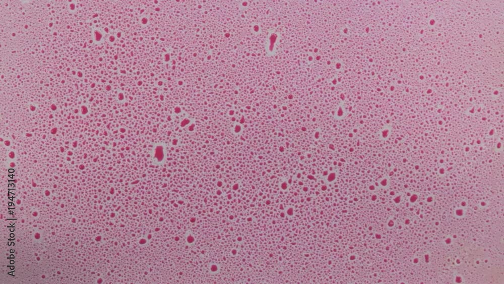 Drop and blots of pink paint on white. Close-up, texture Drop and blots of pink paint on white. Close-up, texture