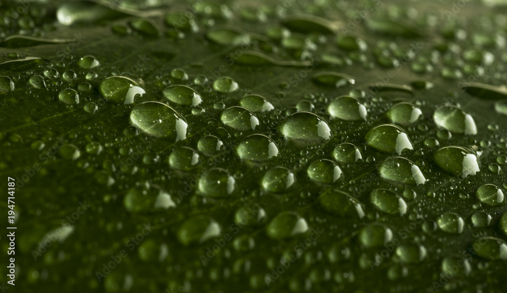 monstera leaf in droplets