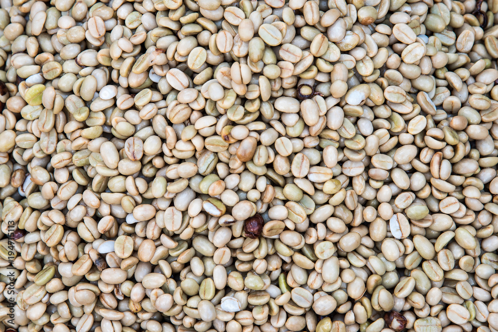 Drying coffee bean raw before roast background Drying coffee bean raw before roast background