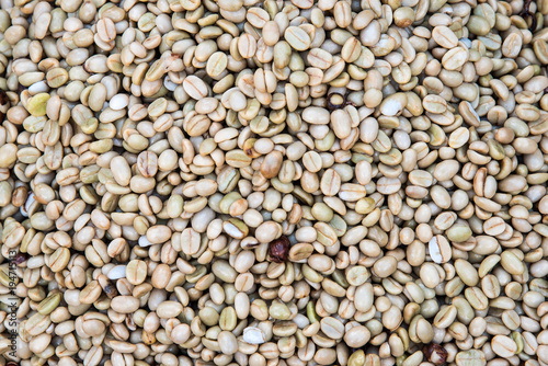 Drying coffee bean raw before roast background