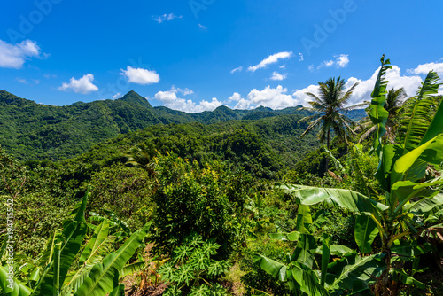Tropical Rainforest on the Caribbean island of St. Lucia. It is a paradise destination with a white sand beach and turquoiuse sea. photo