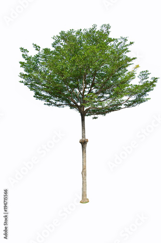 Isolated green tree with white background.