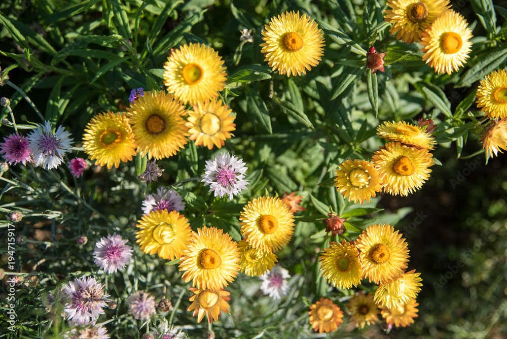 Orange everlasting flowers blooming in garden. Orange everlasting flowers blooming in garden.