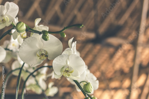 White orchids with space for text. Bali island. photo