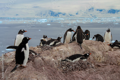 Gentoo penguins in Neko Harbor, Antarctica photo