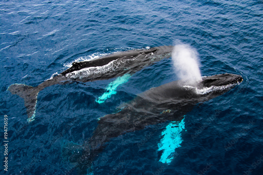 Fototapeta premium Humpback whales, Antarctica