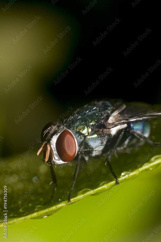 Macro nature of animal fly watering on green leaves. Macro nature of animal fly watering on green leaves.