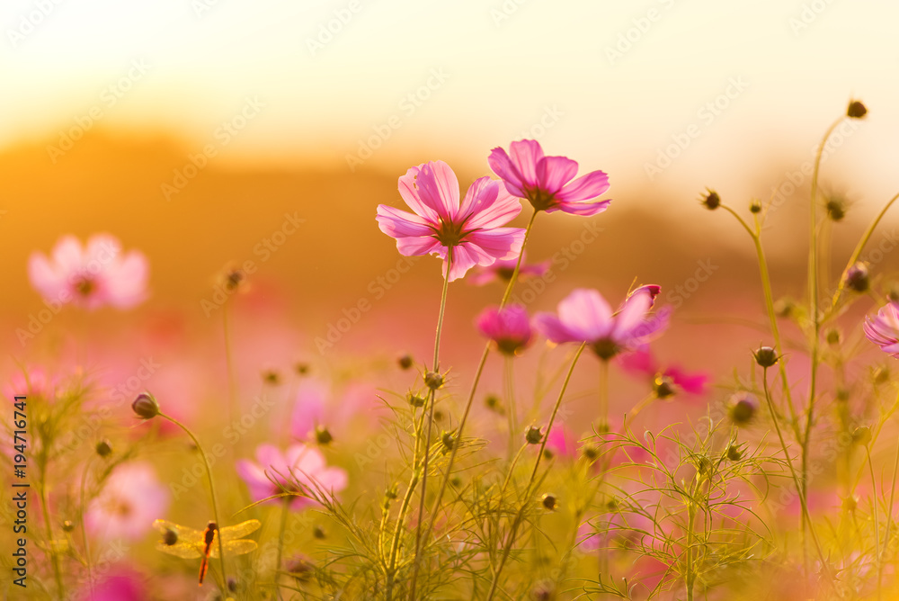 Beautiful cosmos flowers blooming in garden