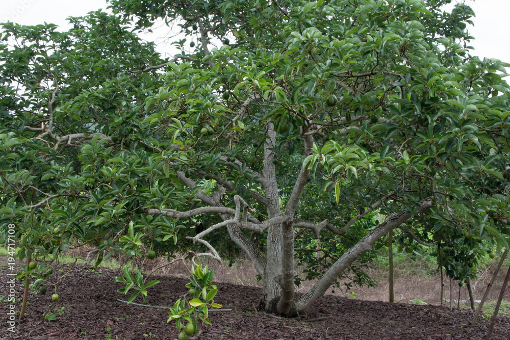 Avocado tree in the avocado garden in north of Thailand.