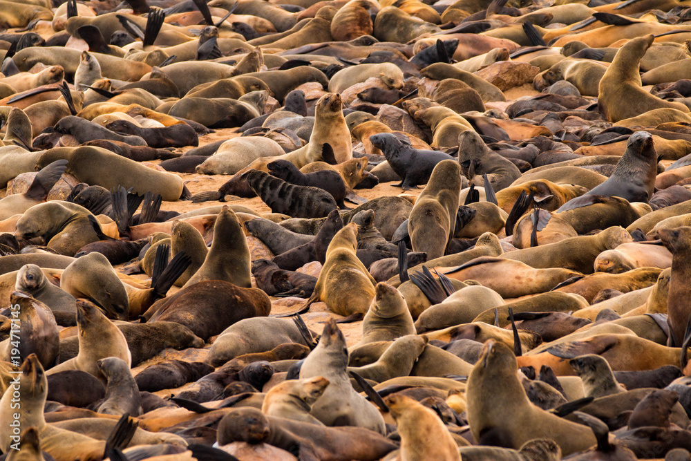 Cape Cross Seal Colony outside Swakopmund, Namibia Cape Cross Seal Colony outside Swakopmund, Namibia