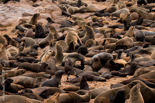 Cape Cross Seal Colony outside Swakopmund, Namibia © evenfh