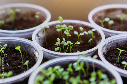 Young fresh seedling stands in plastic pots, cultivation of  in greenhouse. Seedlings sprout. Selective focus and shallow depth of field.