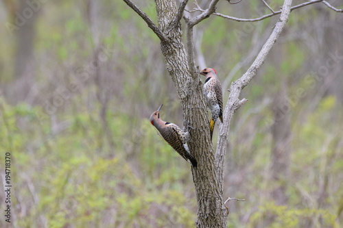 A pair of flickers