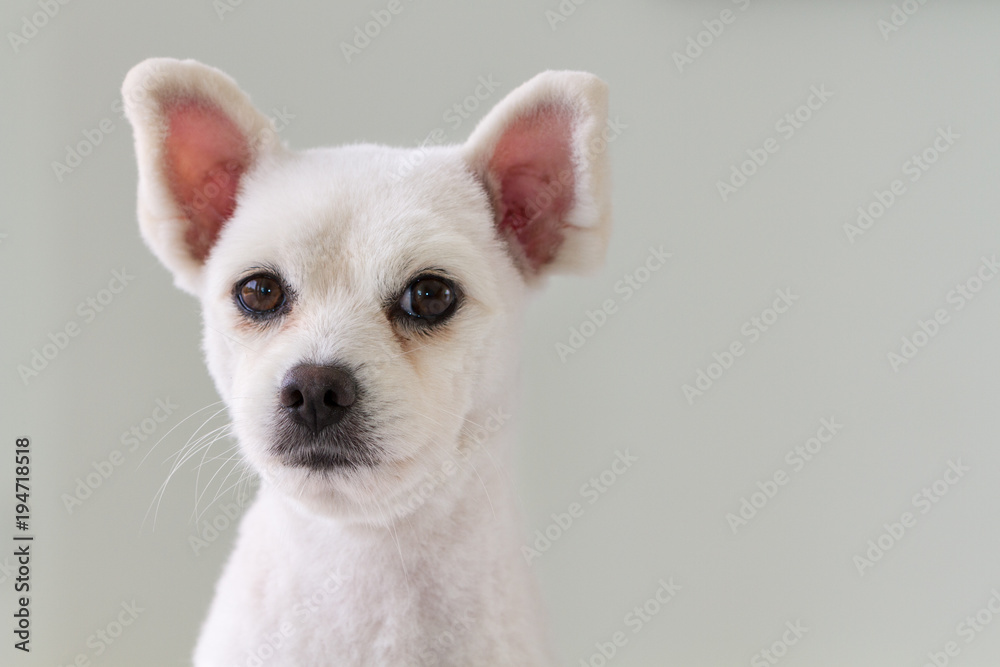 Short hotsell haired spitz