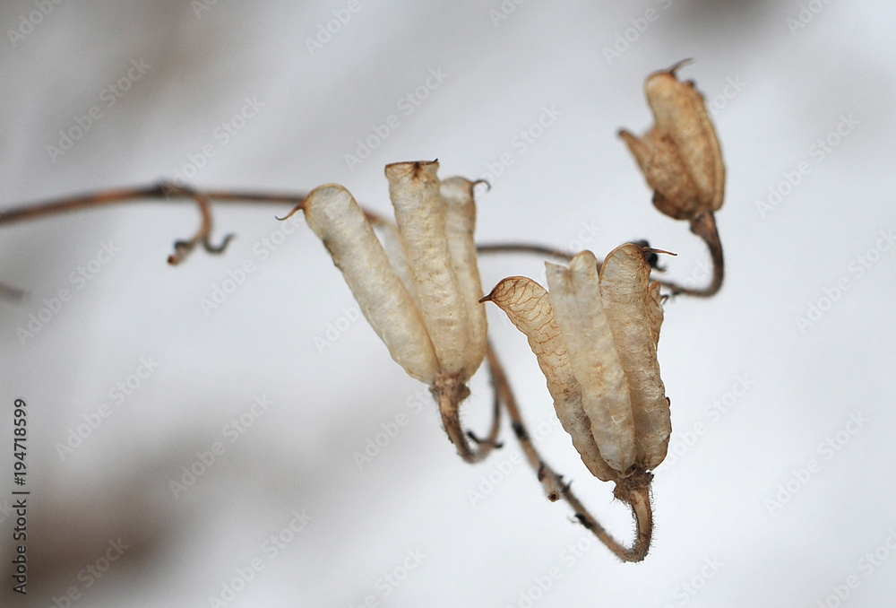 Naklejka premium Beautiful withered flowers (plants) in the winter garden.