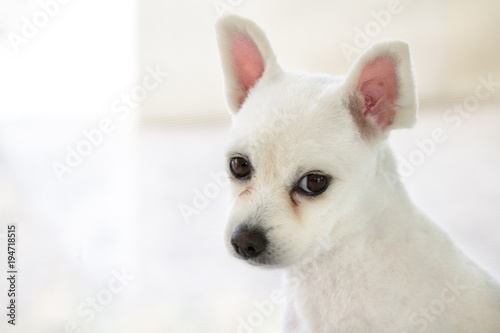 Little white spitz dog with sad eyes and big ears, short haired little dog portrait, lonely dog