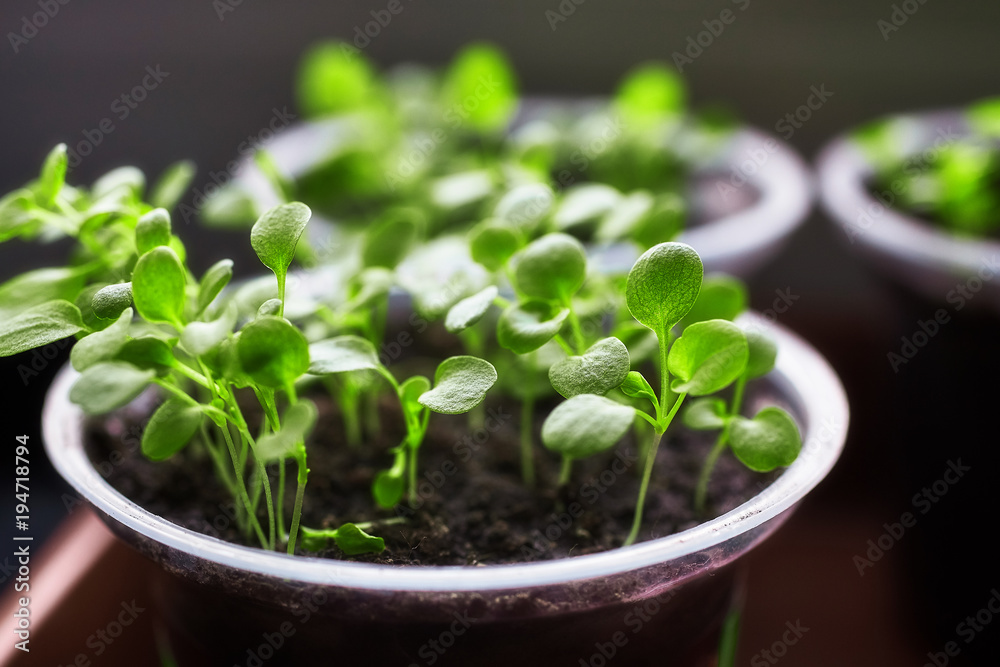 Young fresh seedling stands in plastic pots, cultivation of in greenhouse. Seedlings sprout. Selective focus and shallow depth of field. Young fresh seedling stands in plastic pots, cultivation of in greenhouse. Seedlings sprout. Selective focus and shallow depth of field.
