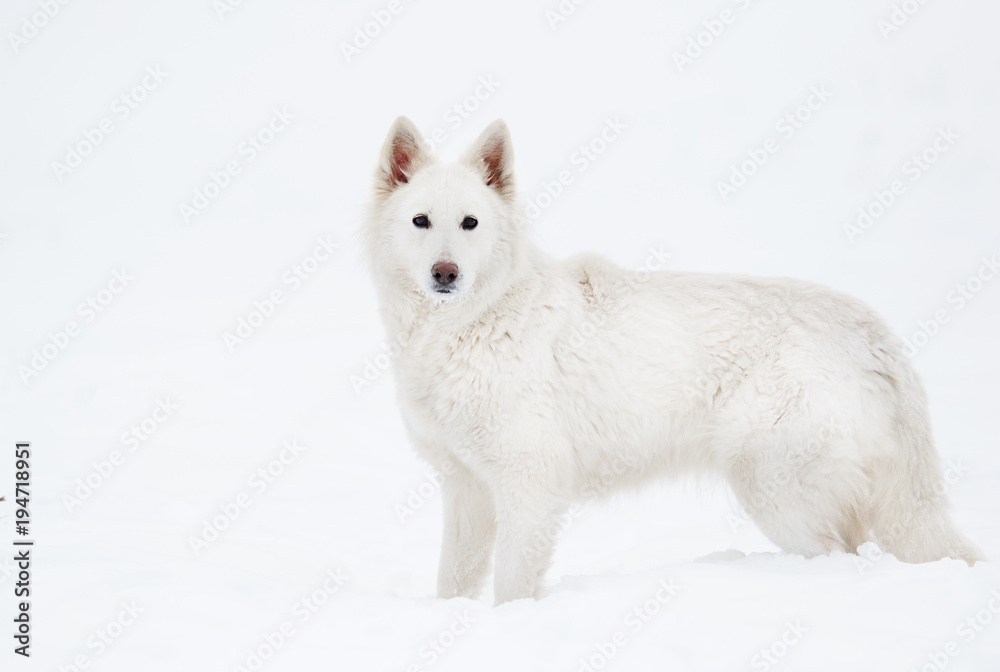 Berger Blanc Suisse in the park in winter Berger Blanc Suisse in the park in winter