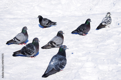 pigeons on snow © STARSsoft