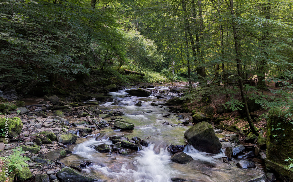 Fototapeta premium A small creek flowing through a beautiful forest, forming small cascades and waterfalls