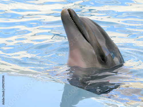 Dolphin in the pool