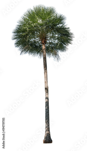 Isolated palm tree on white background © ic36006