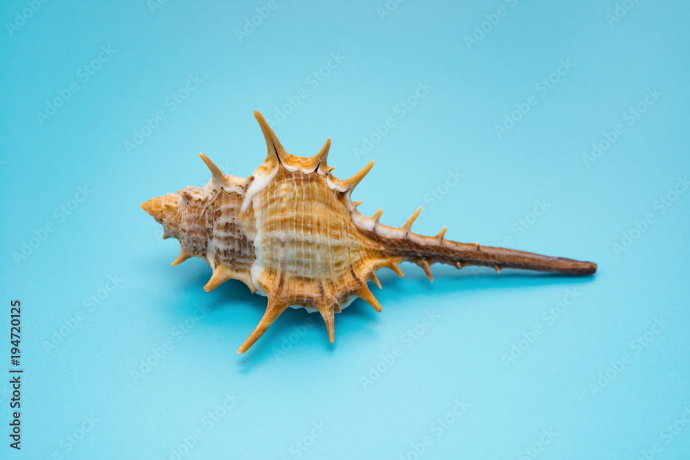 side view conch shell on a blue background side view conch shell on a blue background
