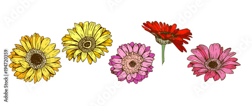 Colorful gerbera flowers isolated on white background. Floral vector. © NatelaPancake