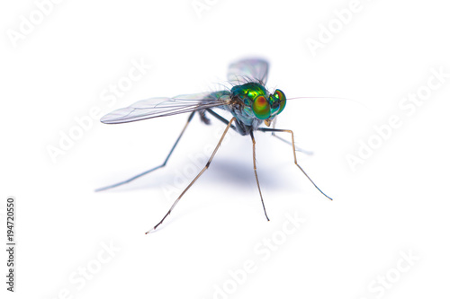 Large Green Long Legged Fly isolated on white background