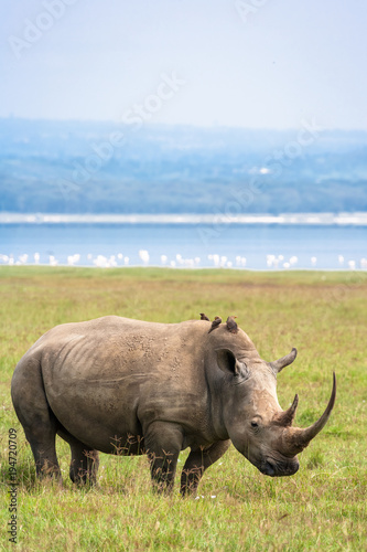 White rhino on Nakuru Lake. Kenya. Africa