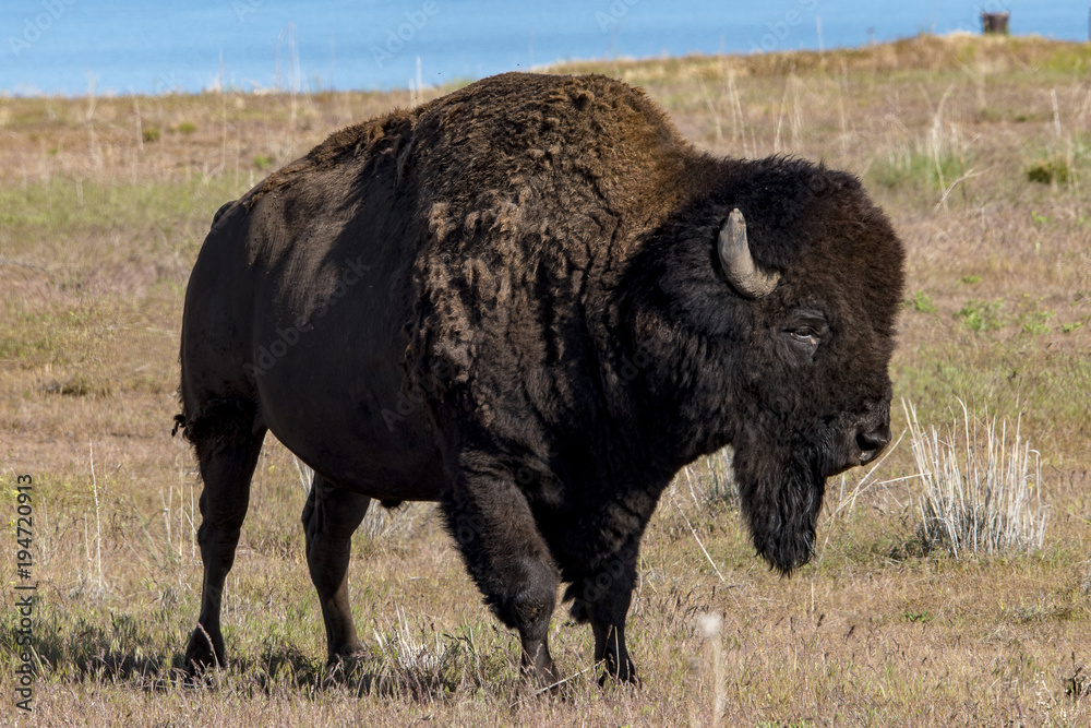 Bison