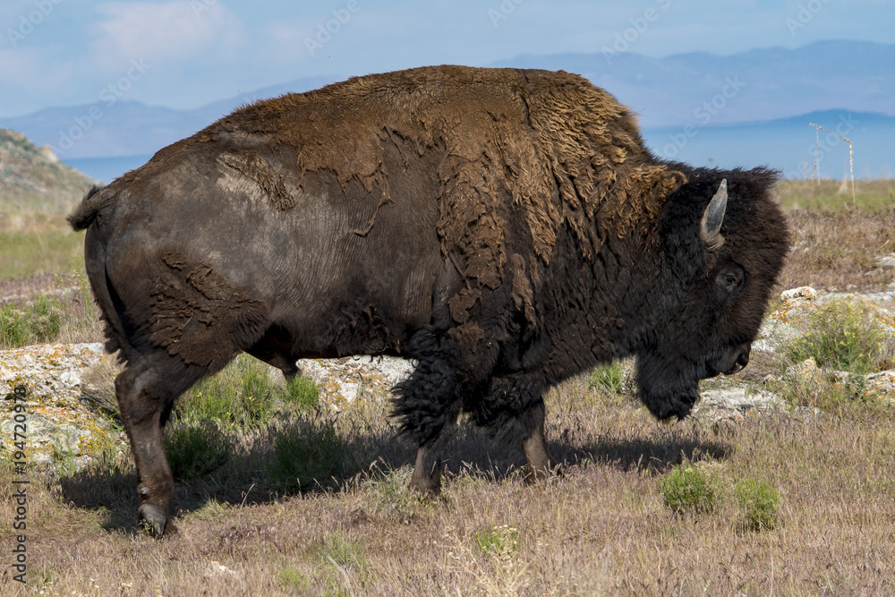 Bison