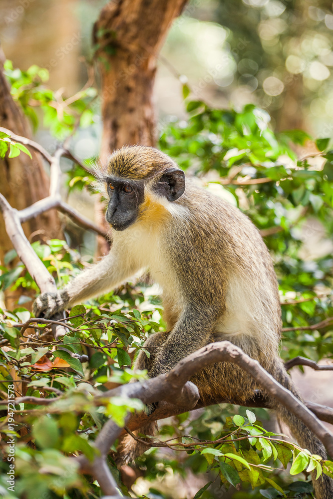 A Close Up of A Monkey in a Tree, in Barbados