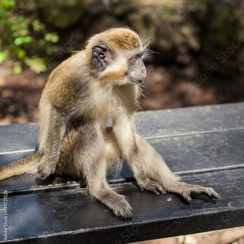 A Close Up of A Monkey in a Tree, in Barbados