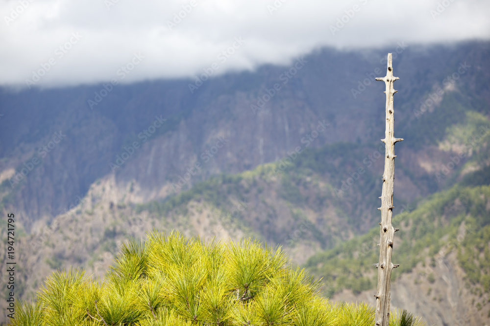 Obraz premium Pine Tree And Caldera, La Palma
